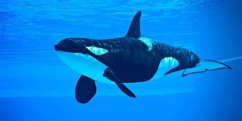 which is more dangerous blue or killer whales